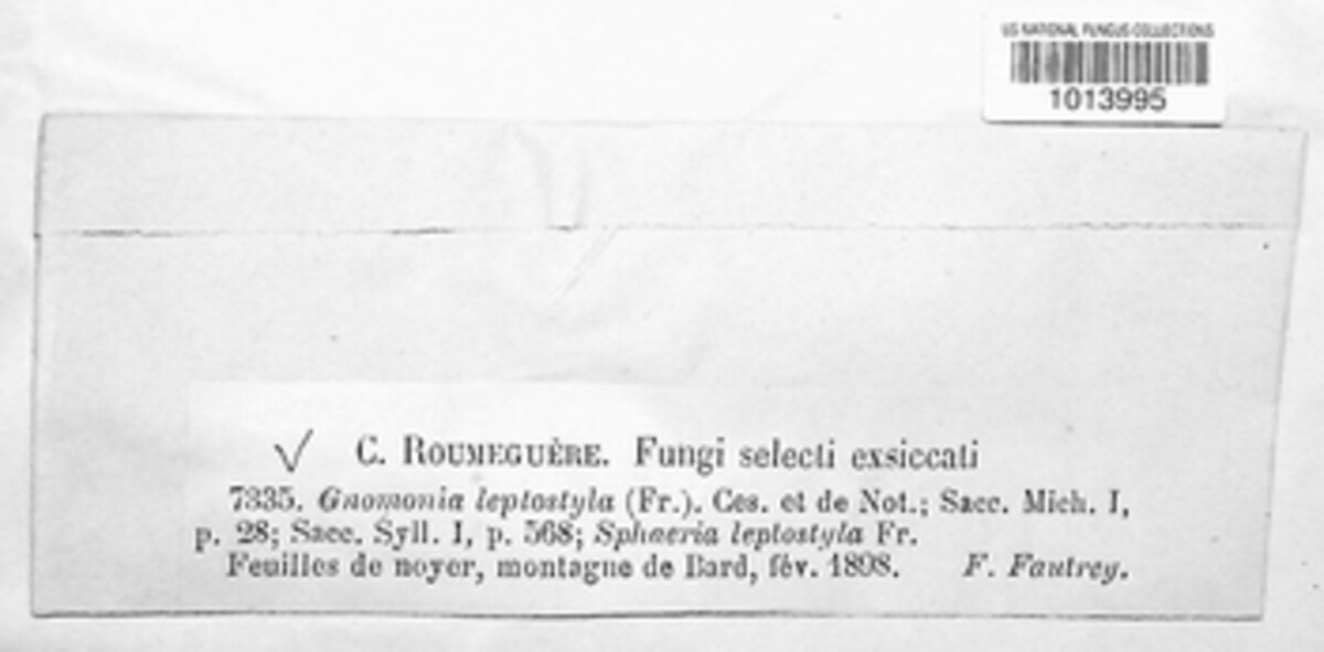 Ophiognomonia leptostyla image